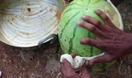 云南怒江吃瓜网红是谁,揭秘云南怒江美食圈风云人物