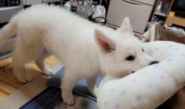 网友爆料狗狗视频下载软件,网友爆料热门软件大起底