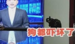 漳州搞笑爆料新闻视频,搞笑爆料视频盘点，笑点连连，笑不活了！