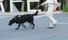 济南骑狗大队爆料视频播放,街头奇观背后的真相