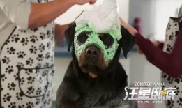 汪星卧底在线观看,萌犬侦探的神秘冒险