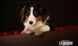 汪星卧底在线观看,萌犬侦探的神秘冒险