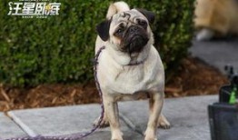 汪星卧底在线观看,萌犬侦探的神秘冒险