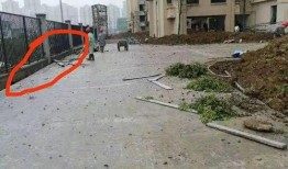 肥东小区最新爆料,揭秘神秘事件背后的真相